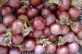 ONIONS ITALY