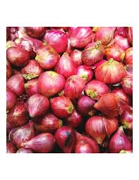 SHALLOT
